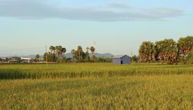 Rice-Field in the rural area Cambodia